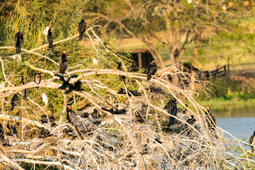 water birds in a tree, Cormorants and African Darter birds in nest and perching on a branch in the wild of South Africa in soft morning light