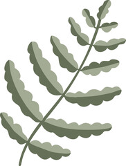 Fern leaf branch