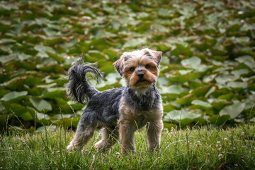 Yorkshire Terrier standing looking at the camera by a lily pond