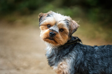 Yorkshire Terrier close up with a head tilt
