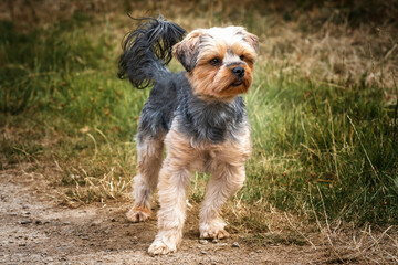 Yorkshire Terrier walking with his tail up looking away