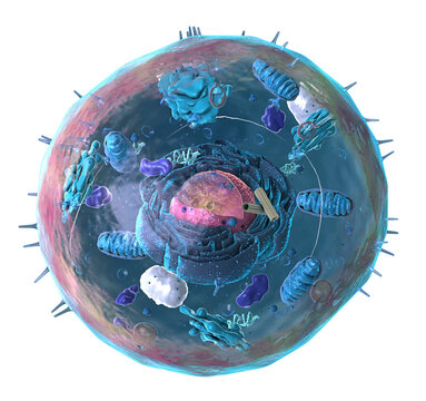 components of an eukaryotic cell, nucleus and organelles and plasma membrane - alpha channel