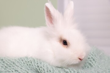 Cute fluffy white pet rabbit on soft blanket at home, closeup