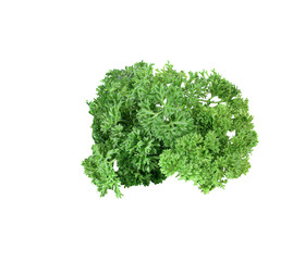 Fototapeta premium Parsley isolated on transparent png