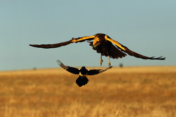 The western marsh harrier (Circus aeruginosus) flying together with a magpie (Pica pica) over a yellow autumn meadow. Interaction between different species of birds.