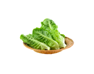    lettuce  isolated on transparent png