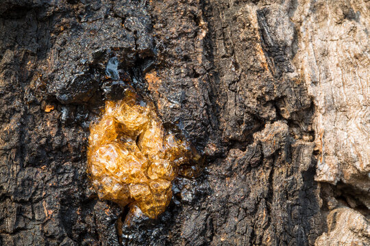 Drop of Resin on Tree Bark