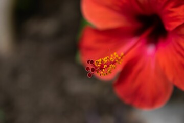 Closeup of the pistil on red bloomed Hibiscus flower