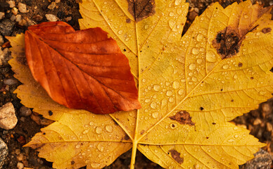 Autumn close up concept photo. Drops of water on an orange autumn leaf in the middle of the forest landscape.