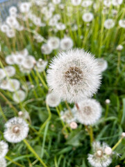 Field with white fluffy dandelion flowers. Meadow of white dandelions. Summertime.