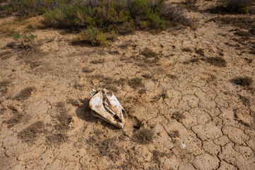 Horse skull on cracked clay. Hot climate.