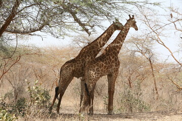 Kordofan giraffe (giraffa camelopardalis antiquorum) in Bandia reserve, Senegal, Africa. African animal. Safari in Africa. Giraffes in Bandia reserve, Senegal, Africa. African nature, landscape