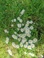 picture of nice white daisy on the grass