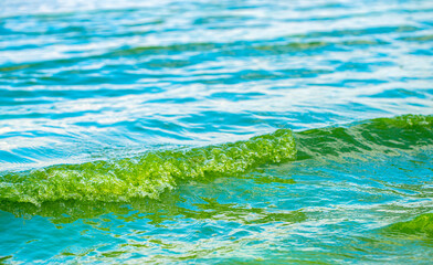 sandy shore and water closeup