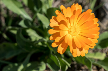 Orange calendula flower