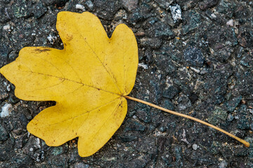 Fallen Autumn Leaves Lying On The Ground