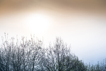 Silhouette of tree at sunset