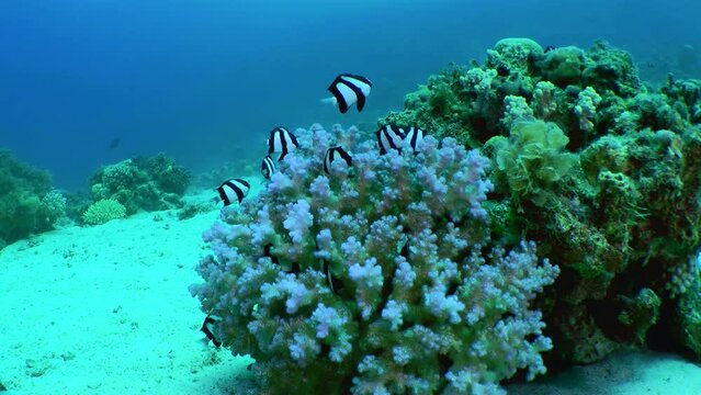 A dense coral bush in shallow water is home to a flock of Whitetail dascyllus (Dascyllus aruanus), in case of danger the fish hide there.