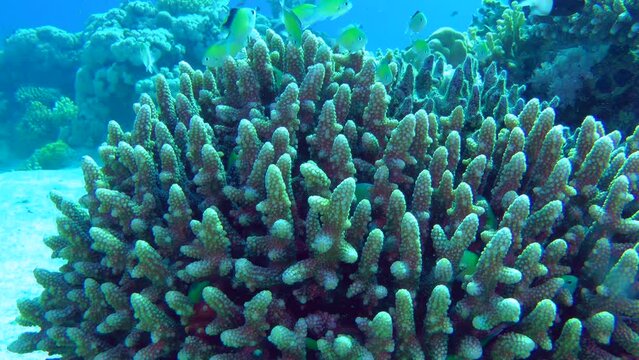A dense coral bush in shallow water is home to a flock of Blue green damselfish (Chromis viridis), in case of danger the fish hide there.