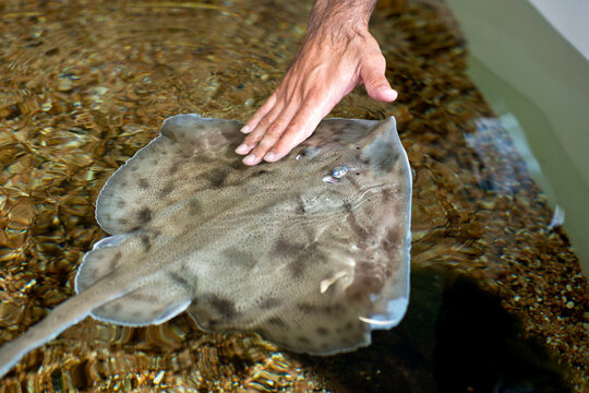 The touch pool in Calagonone aquarium, Dorgali, Sardinia, Italy
