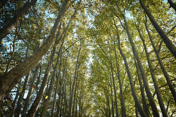 Fototapeta premium trees in the forest