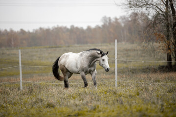 A beautiful gray horse of the Quarter Horse breed will say over a green field