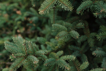 choinka, drzewko świąteczne, zima, drzew, sosna, boże narodzenie, jodła, choinką, zieleń © Agnieszka