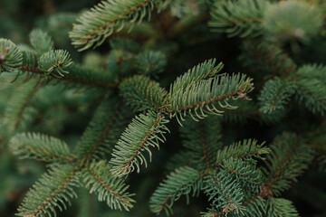 choinka, drzewko świąteczne, zima, drzew, sosna, boże narodzenie, jodła, choinką, zieleń