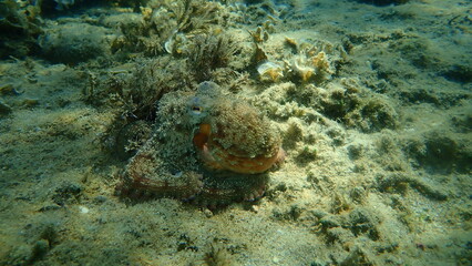 Common octopus (Octopus vulgaris) hunting, Aegean Sea, Greece, Halkidiki