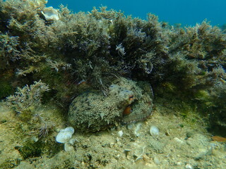 Common octopus (Octopus vulgaris) hunting, Aegean Sea, Greece, Halkidiki