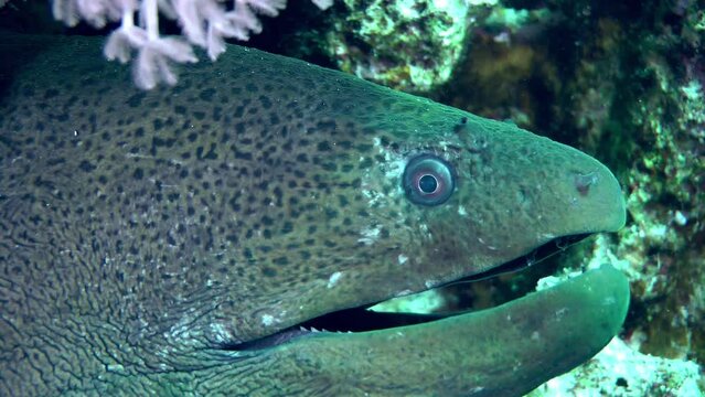 Large Giant moray (Gymnothorax javanicus) sticks its head out of the coral hole and opens its mouth to the beat of breathing, portrait.