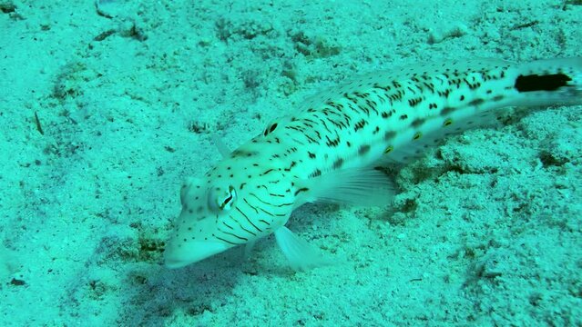 Curious Speckled sandperch (Parapercis hexophtalma) stands on its pelvic fins on a sand, turning its eyes to examine the surroundings, side view, close-up.