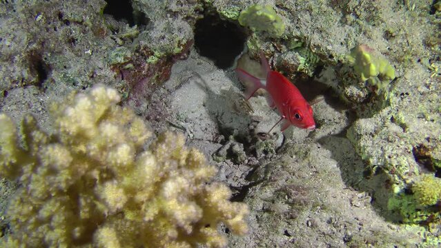 Silverspot squirrelfish (Sargocentron caudimaculatum) spins next to a burrow in a coral reef.