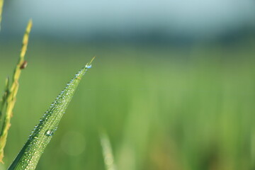 Morning drop on leaf on rice field