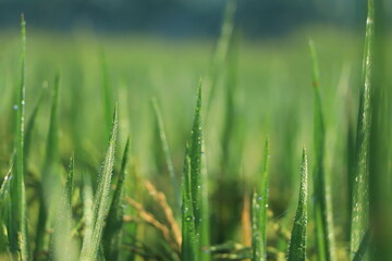 Fototapeta na wymiar Morning drop on leaf on rice field