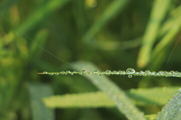 morning dew on green rice plant