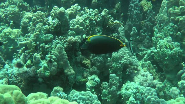 Brightly colored Orangespine unicornfish (Naso lituratus) swims against the backdrop of a coral reef.