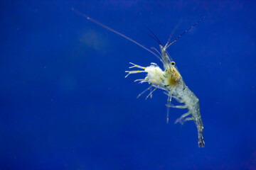 big live alive raw fresh pacific white shrimp prawn isolated on black background close up closeup...