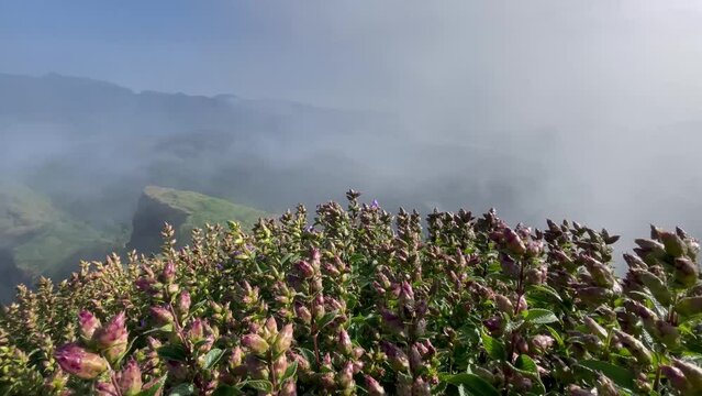 Beautiful Karvy Flower Buds Starting To Bloom With Foggy Mountain In Background. tilt-up