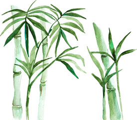 Vector illustration of watercolor bamboo isolated on white background