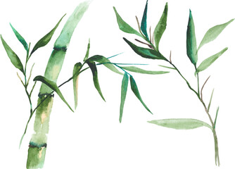 Fototapeta Vector illustration of watercolor bamboo isolated on white background obraz