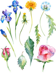 Watercolor painted collection of flowers. Hand drawn flower design elements isolated on white background.