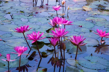 Beautiful  Landscape view of blooming red pink lilies or lotus Flowers in the pond water