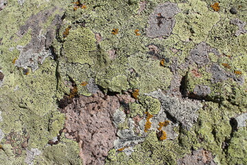 moss texture