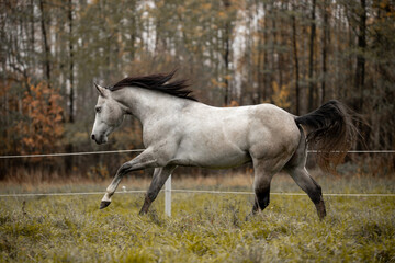 A beautiful gray horse of the Quarter Horse breed will say over a green field