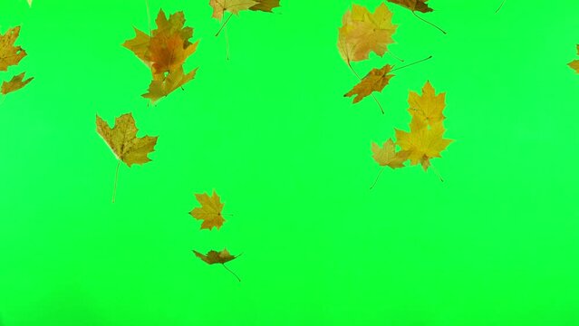 Maple Autumn Leaves Falling on Green Screen. Super Slow Motion Filmed on High Speed Cinematic Camera at 1000 FPS.