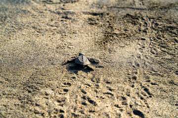Turtle release of newborn baby turtle on beach in Puerto Escondido Oaxaca Mexico