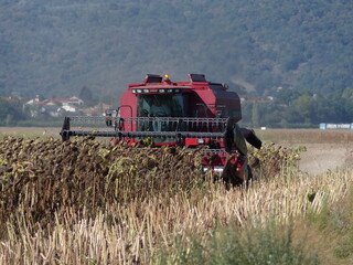 Obraz premium moissonneuse batteuse rouge en action dans un champ de tournesol par une belle journée d'été dans la plaine de la limagne dans le puy de dôme