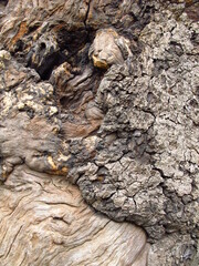 古木のヤマモモの幹