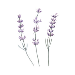 Lavander Watercolor. Set. Illustration for clipart. Designed for menus, culinary blogs, packaging, textiles, web design, sites, stickers, invitations, patterns, logos. Drawn by hand.